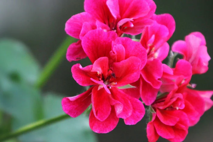 Nahaufnahme von pinken Blüten